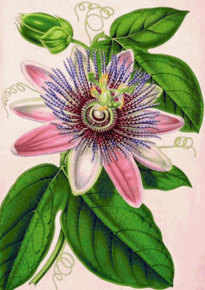 Цветок в подарок - цветы, букет - предпросмотр