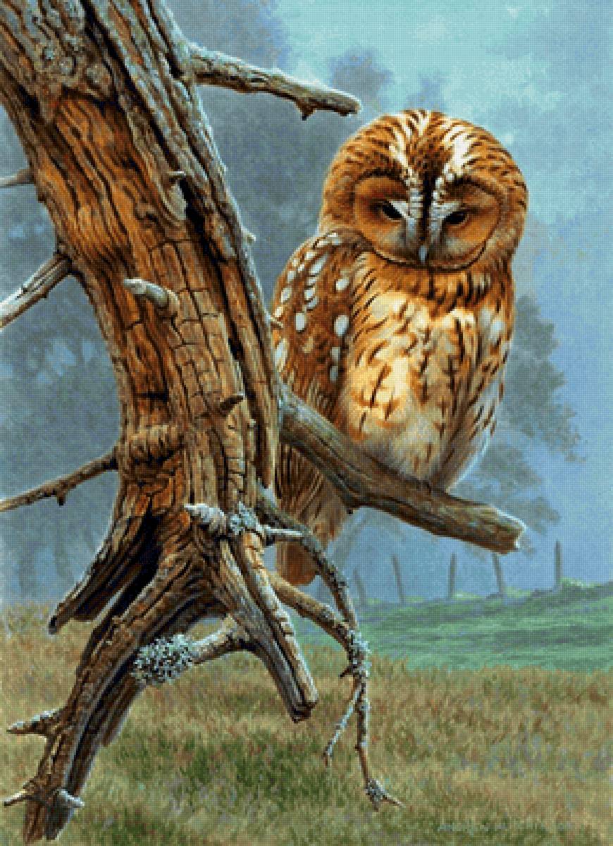 Andrew Hutchinson. Сова - птица, сова - предпросмотр