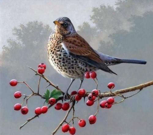 Andrew Hutchinson. Птичка на боярышнике - ягода, птичка - оригинал