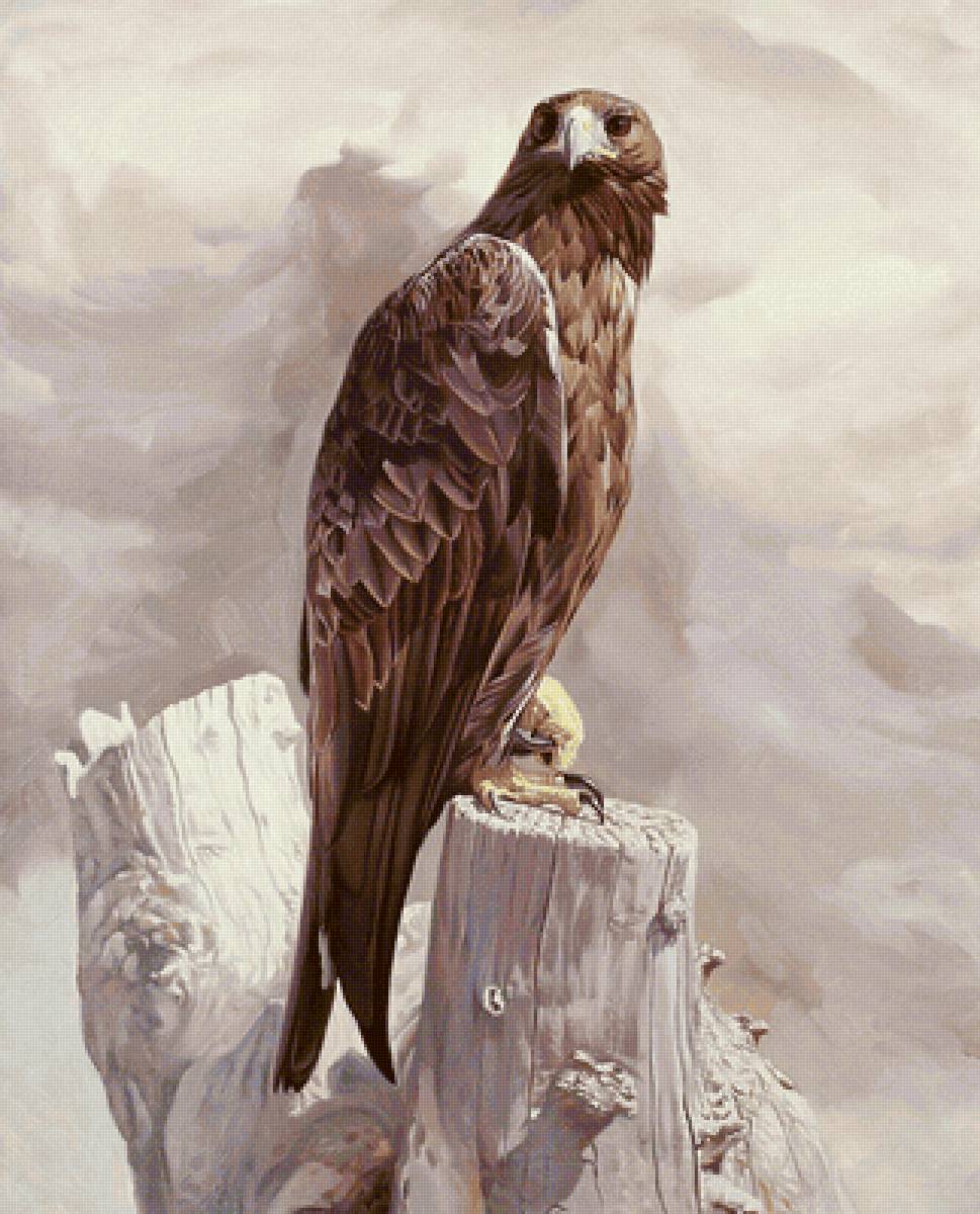 Орёл - предпросмотр