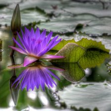 Схема вышивки «Синяя лилия»