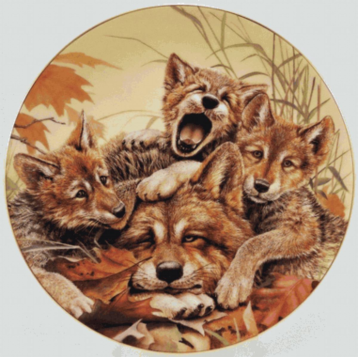 Волчья семейка - волчата, животные, волки - предпросмотр