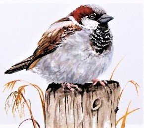 Воробей - птицы - оригинал