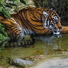 Схема вышивки «Тигр на отдыхе»