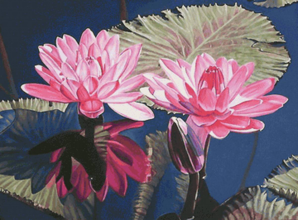 Кувшинки - предпросмотр