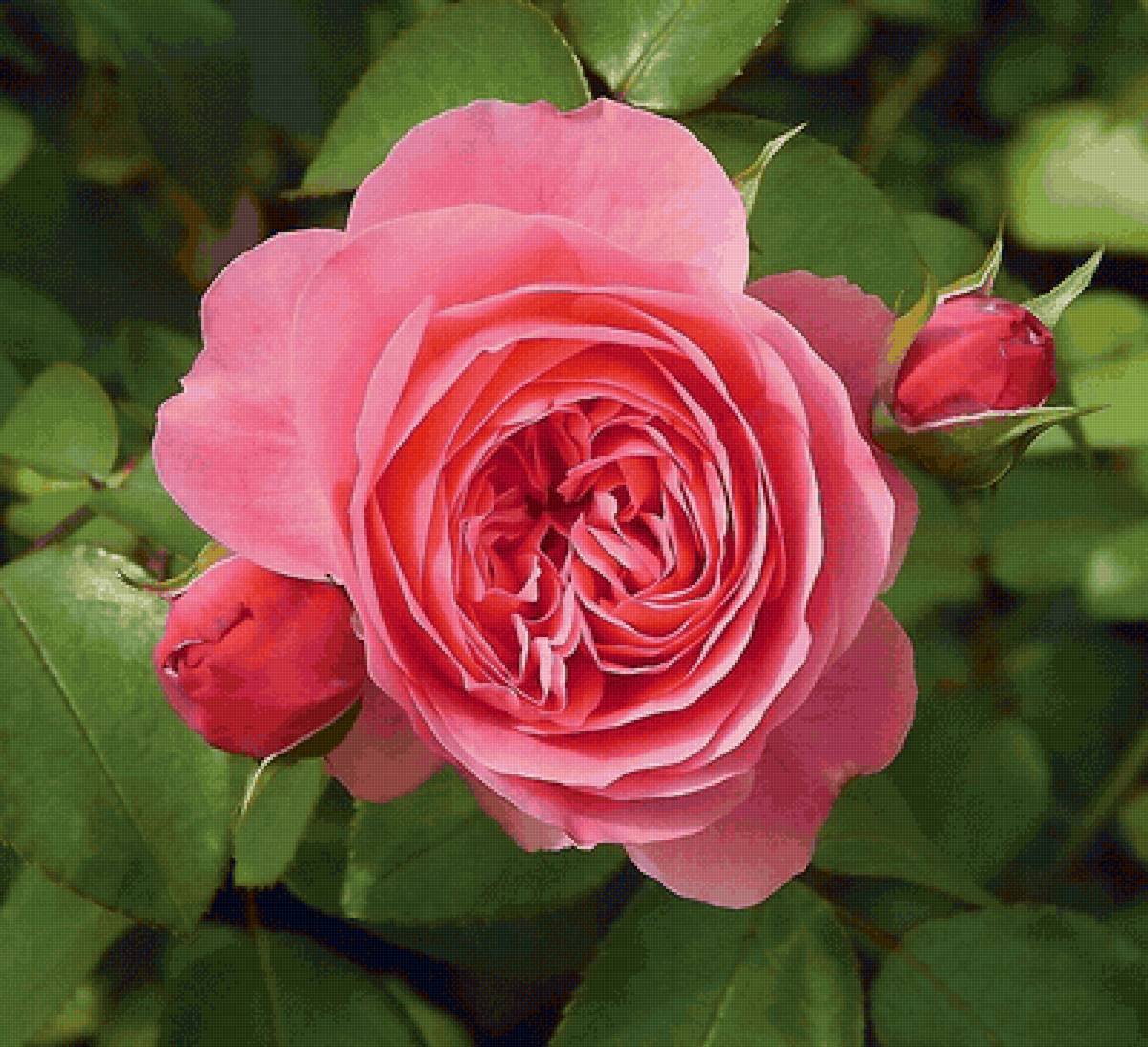 Роза - предпросмотр