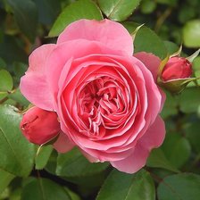 Схема вышивки «Роза»