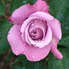 Схема вышивки «Роза»