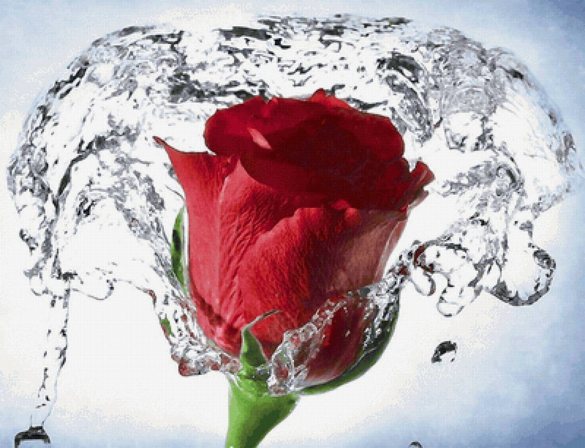 Роза - предпросмотр