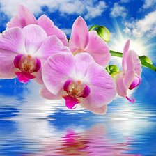 Схема вышивки «Orquídea, sob , o mar.»