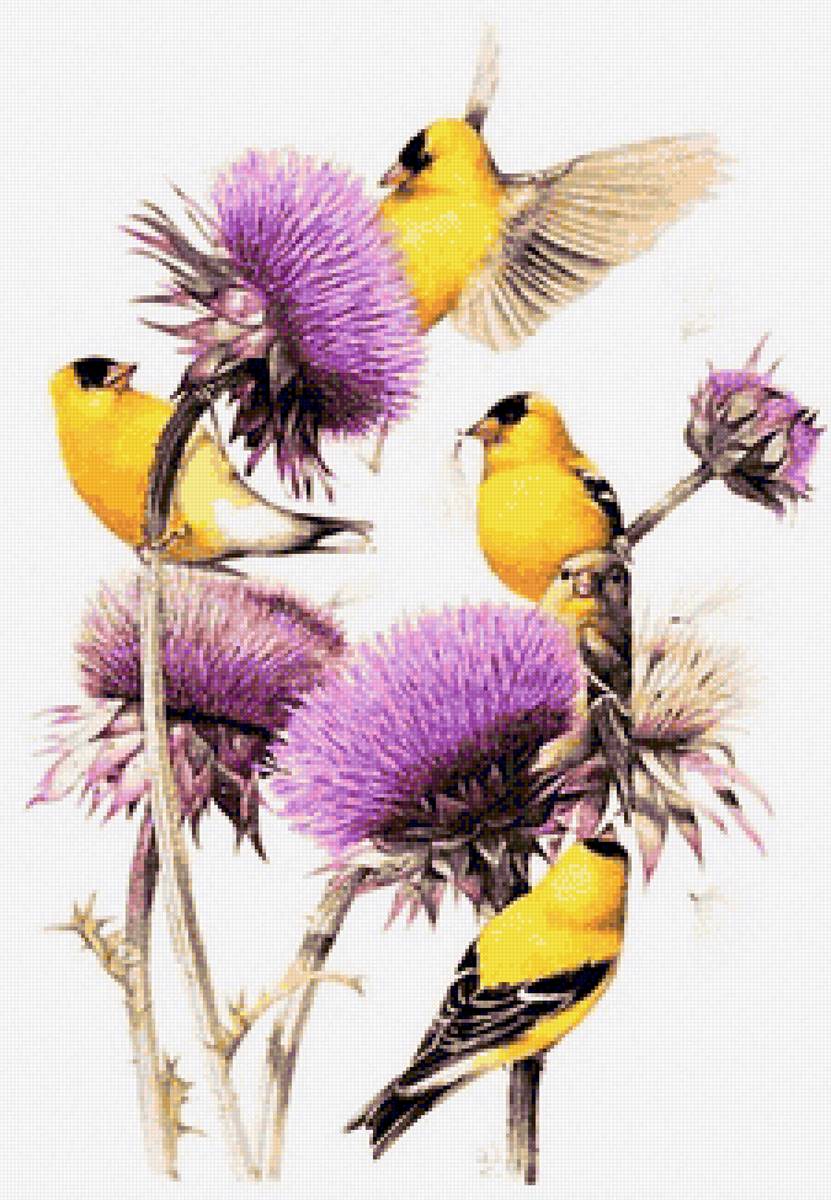 Щеглы и чертополох - птицы, цветы - предпросмотр