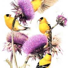 Схема вышивки «Щеглы и чертополох»