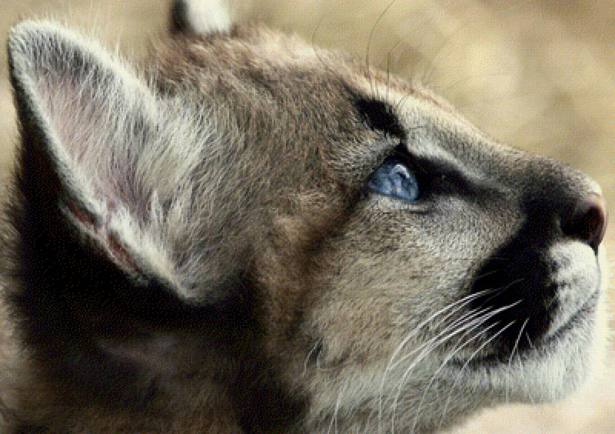 Пума - предпросмотр