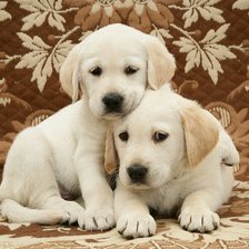 Схема вышивки «Щенята»