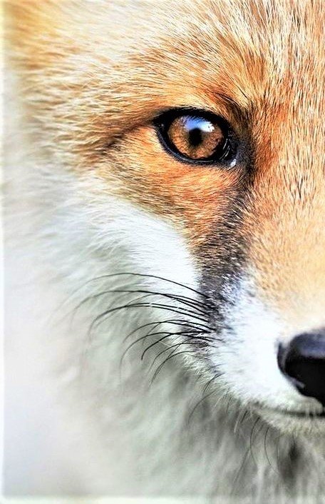 Glaz lisa - животные - оригинал