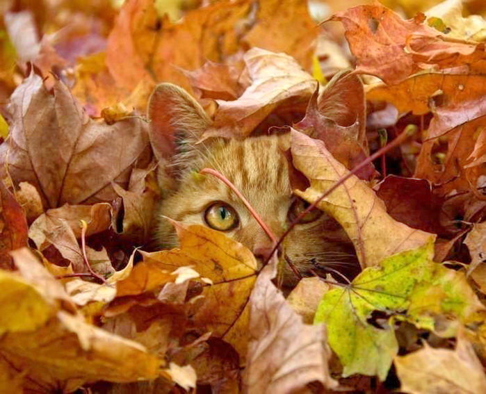 Поиграем в прятки? - оригинал