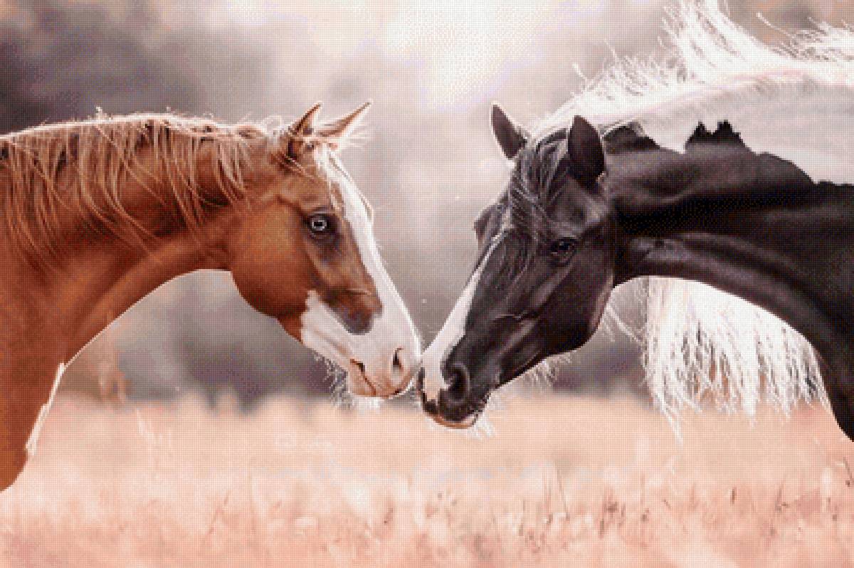 Пара лошадей - животные, лошади - предпросмотр