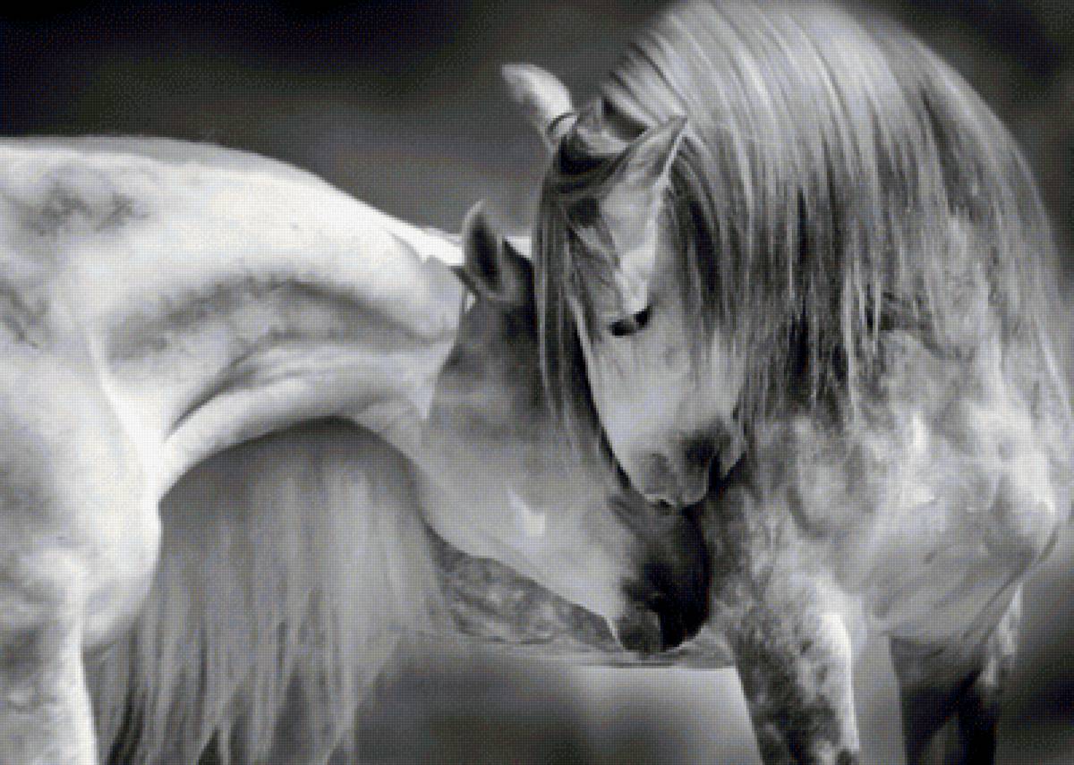 Пара серых - животные, лошади - предпросмотр