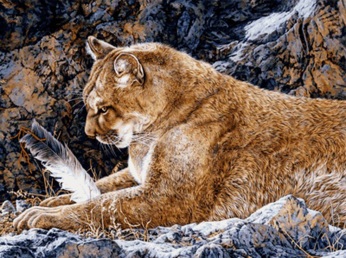 Пума - предпросмотр