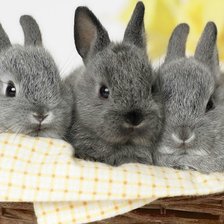 Схема вышивки «Кролики»