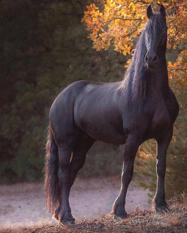 Лошадь - оригинал