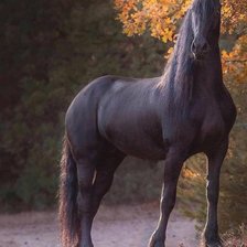 Схема вышивки «Лошадь»