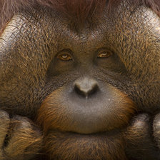 Схема вышивки «Обезьяна»