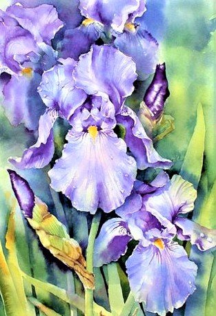 Irisy - цветы - оригинал