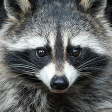 Схема вышивки «Енот»