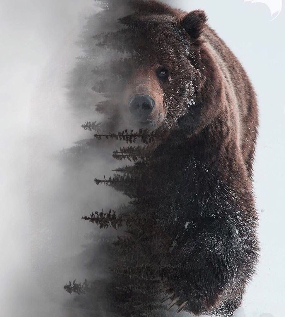 сила сибири - природа, медведь - оригинал