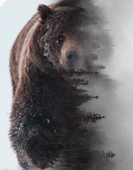 сила сибири 2 - природа, медведь - оригинал