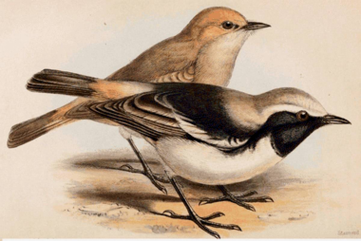 Pássaro. - pássaro - предпросмотр