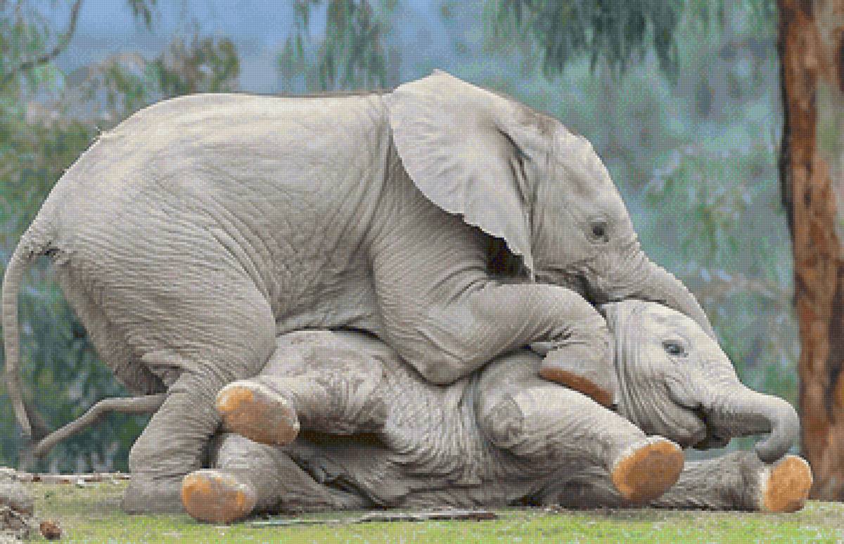 слоники - мир животных - предпросмотр