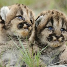 Схема вышивки «Манул котята»