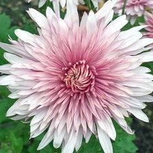 Схема вышивки «Хризантема»