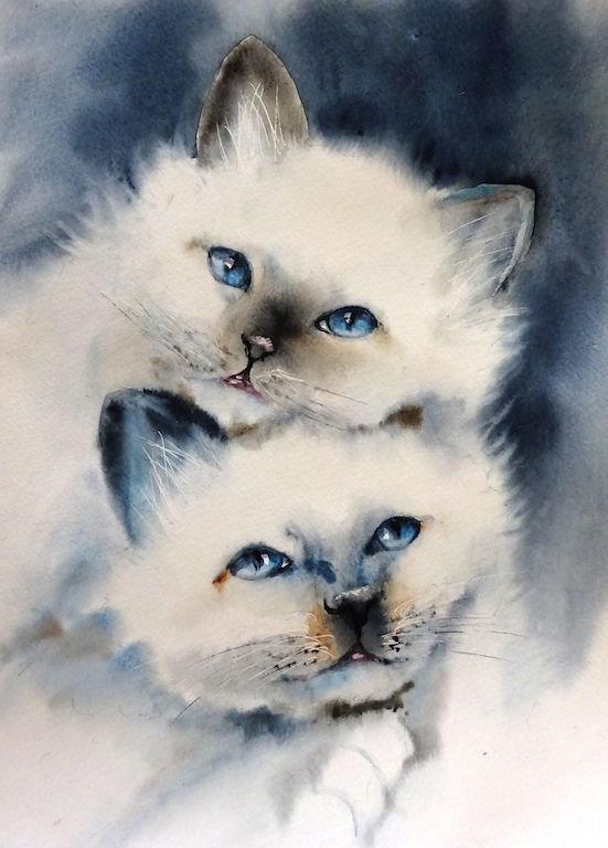 gatos - animais - оригинал