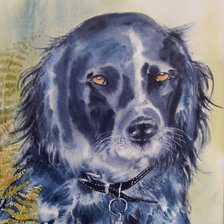 Схема вышивки «cão»