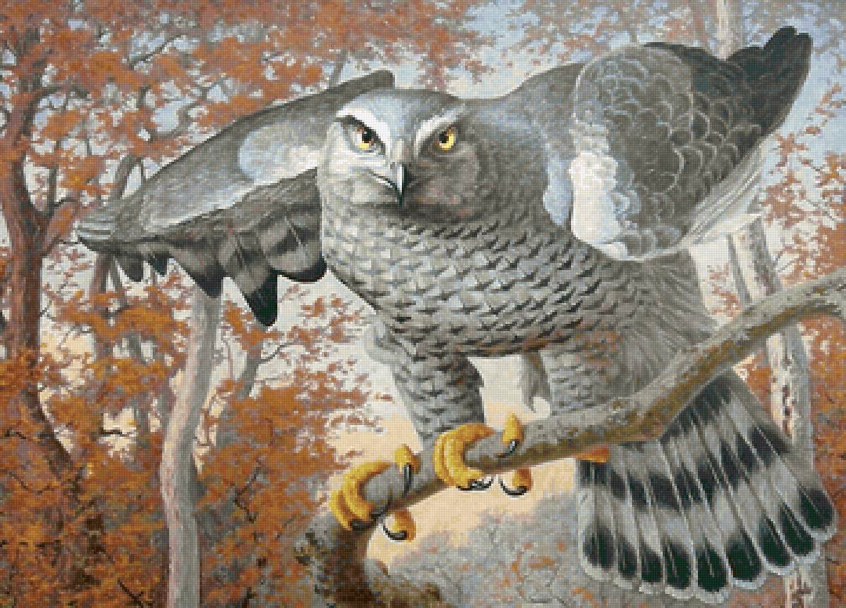 птица - предпросмотр