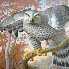 Схема вышивки «птица»