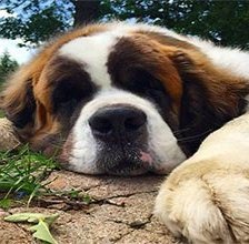 Схема вышивки «Не будите спящую собаку»