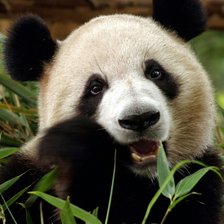 Схема вышивки «Панда»