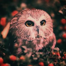 Схема вышивки «совушка»