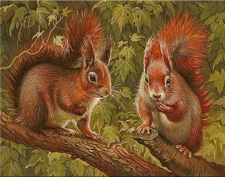 Casal ,de  esquilos. - animais.esquilos - оригинал