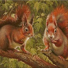 Casal ,de  esquilos.