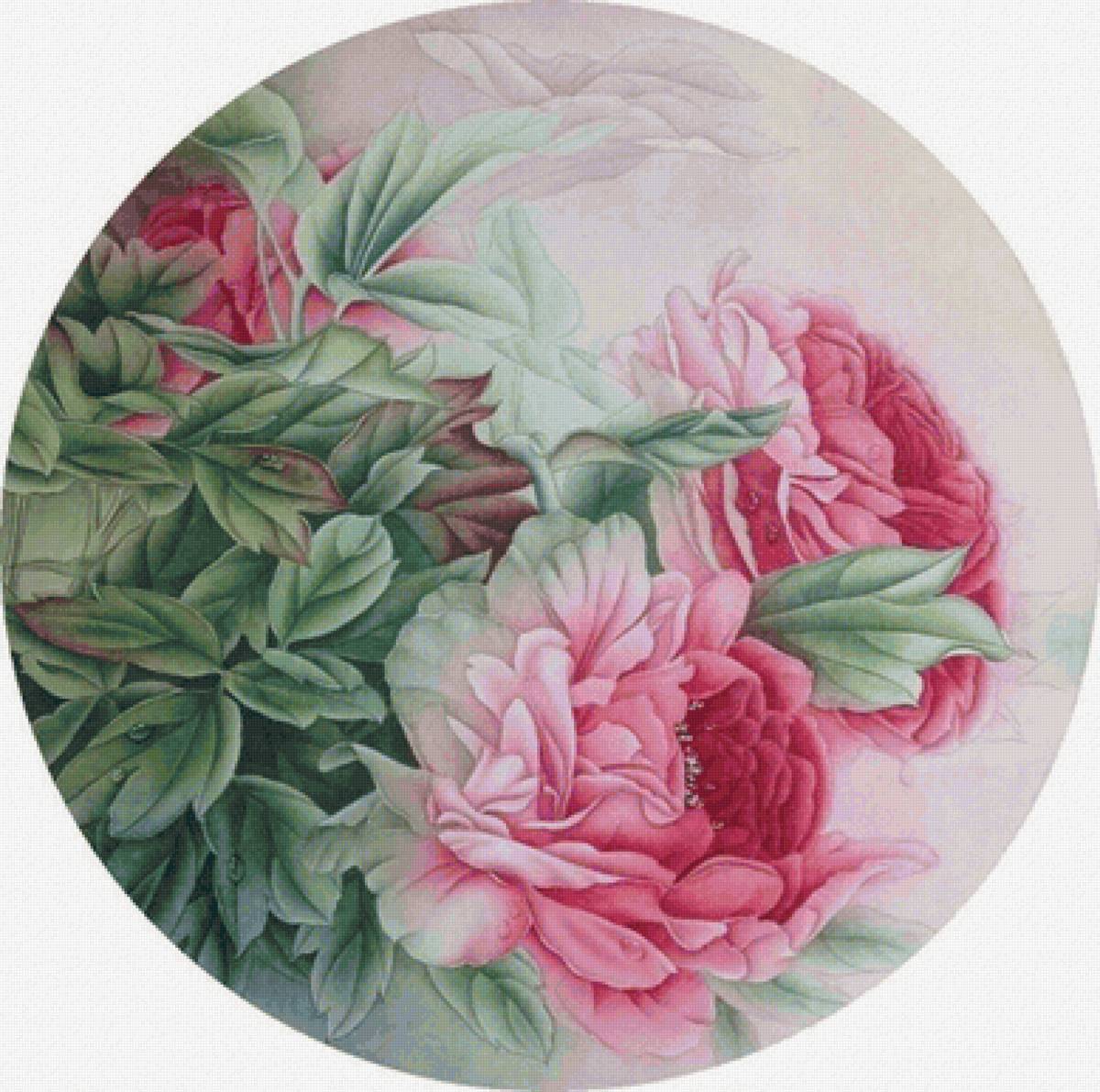 Peônias - flores. - предпросмотр