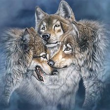 Три волка