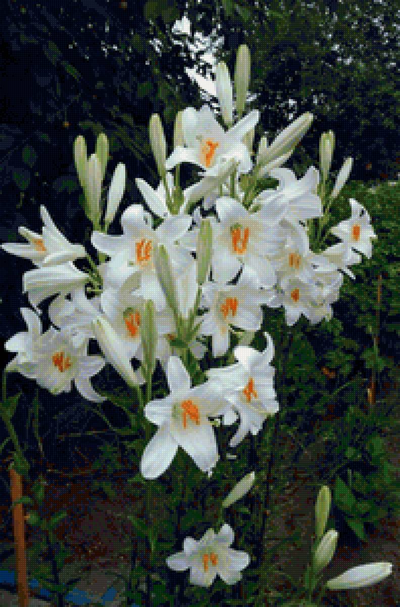 Лилии - предпросмотр