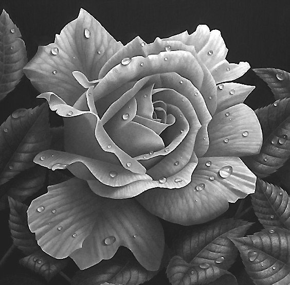 роза - оригинал