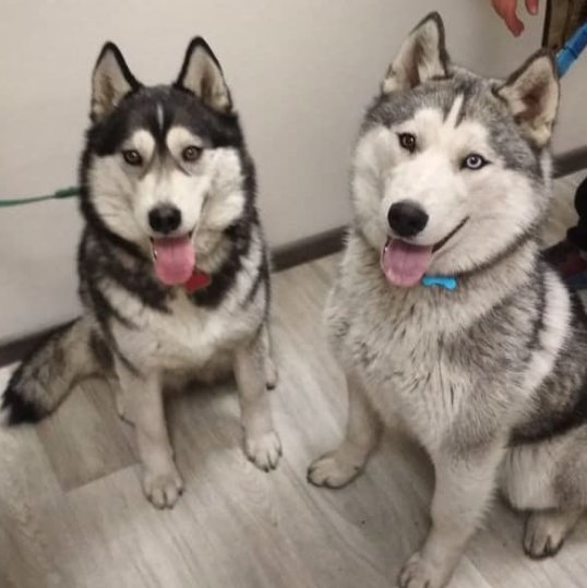 Мои Хаски - друг, собака, хаски - оригинал