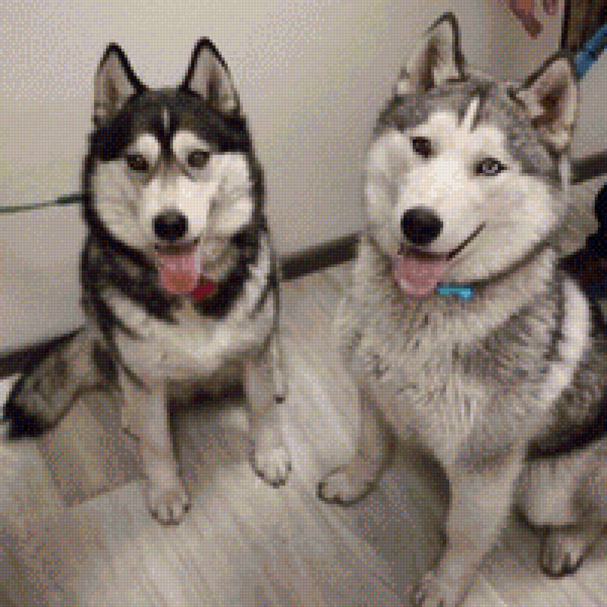 Мои Хаски - хаски, друг, собака - предпросмотр